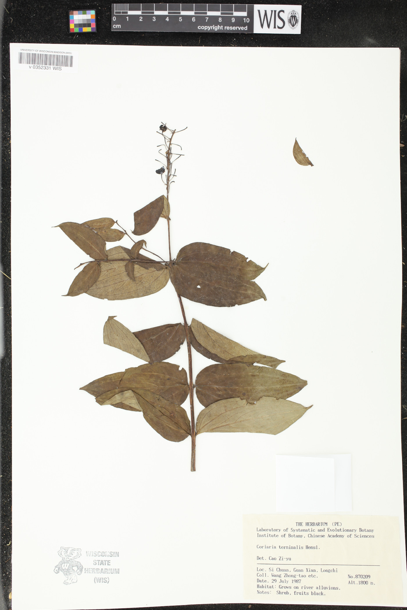 Coriaria terminalis image