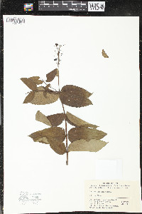 Coriaria terminalis image
