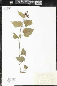 Rubus lambertianus image