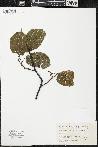 Actinidia kolomikta image