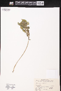 Sedum oligospermum image