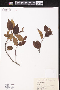 Betula chinensis image