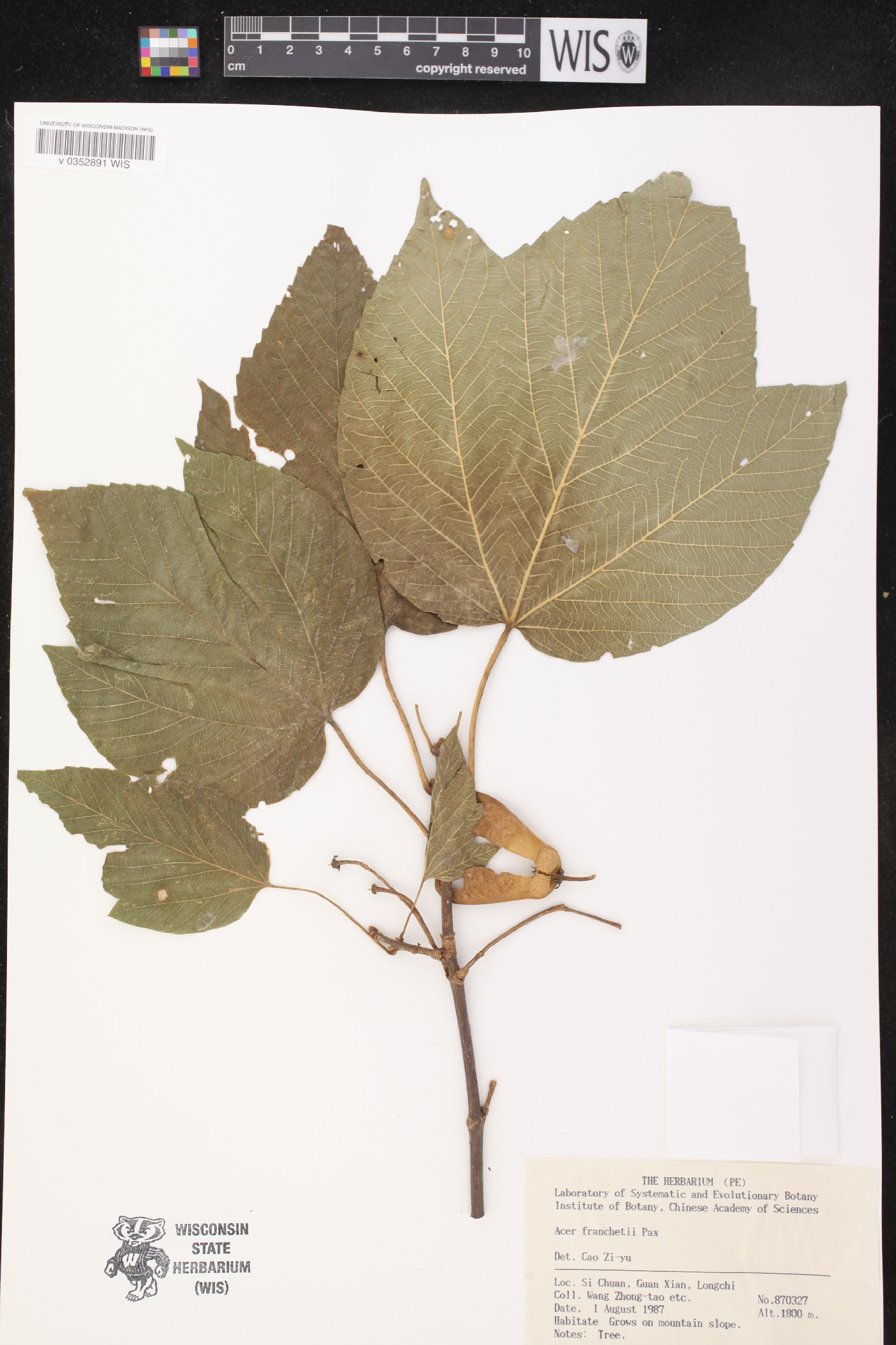 Acer sterculiaceum subsp. franchetii image