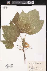 Acer sterculiaceum subsp. franchetii image