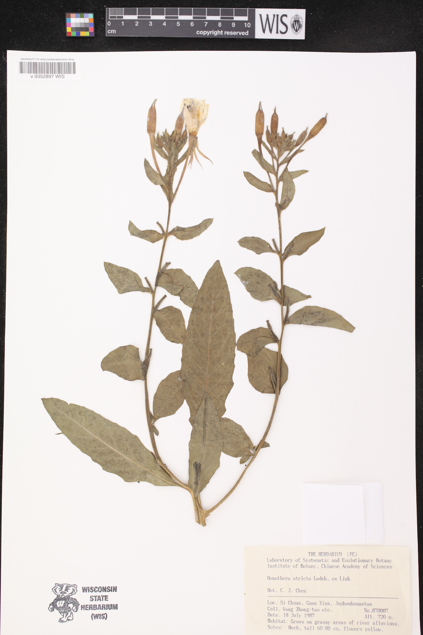 Stachyurus chinensis image