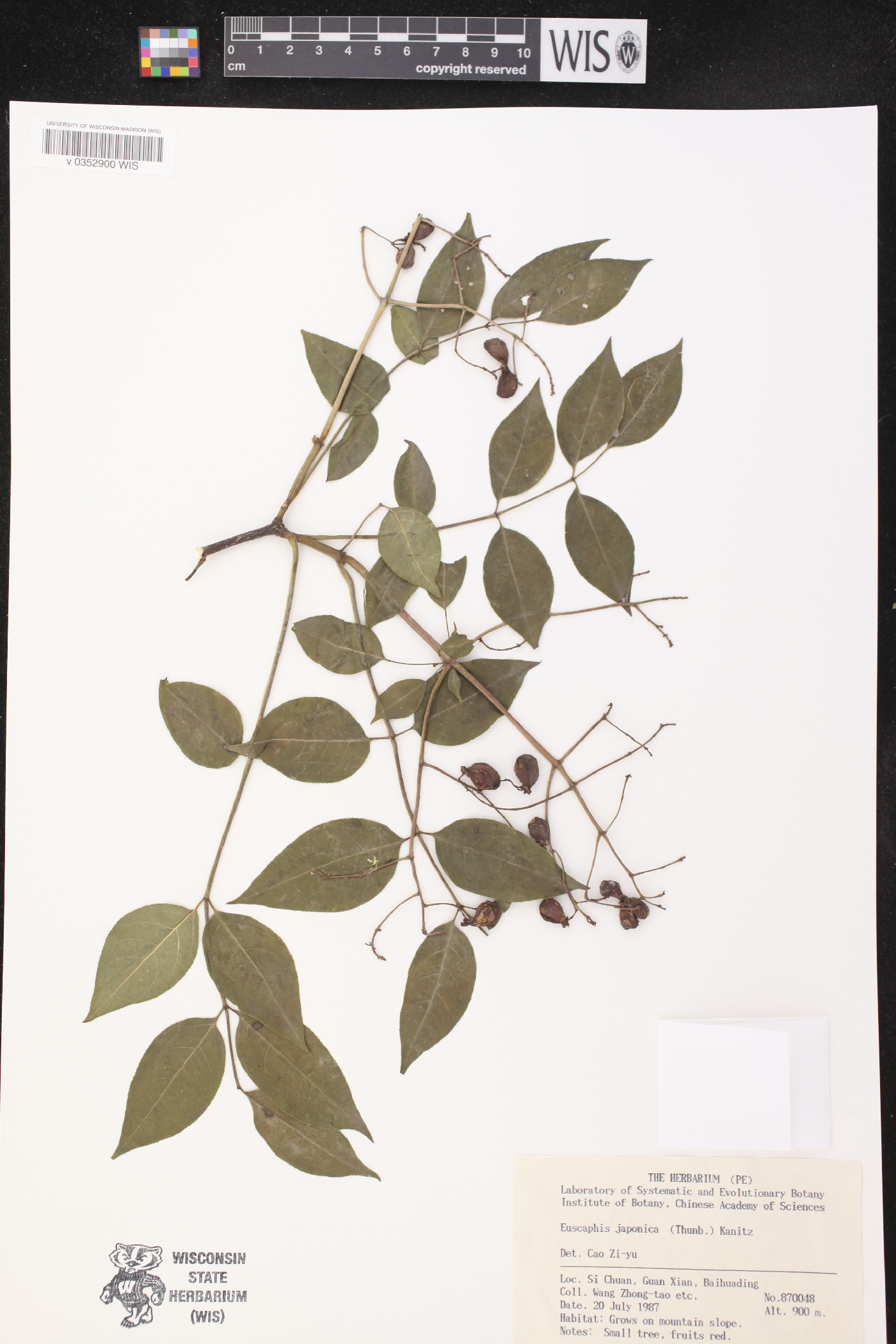 Euscaphis japonica image