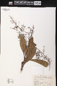 Meliosma cuneifolia image
