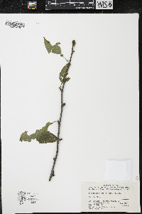 Ilex fragilis f. kingii image