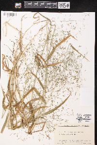 Panicum bisulcatum image