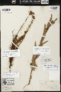 Cuscuta ceanothi image