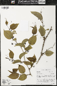 Smilax tamnoides image