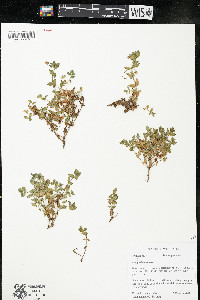 Lysimachia arvensis image