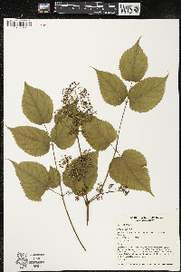 Aralia racemosa image