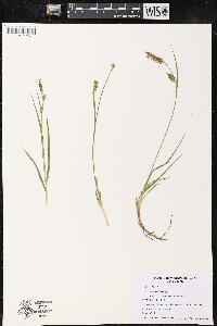 Carex meadii image