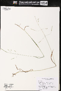 Festuca subverticillata image