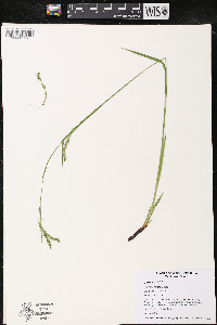 Carex arctata image
