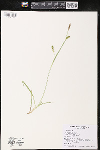 Carex tetanica image