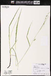 Carex formosa image