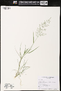 Eragrostis minor image