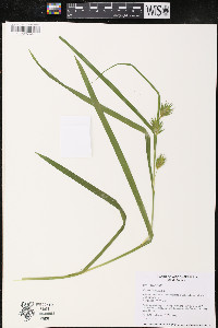 Carex folliculata image