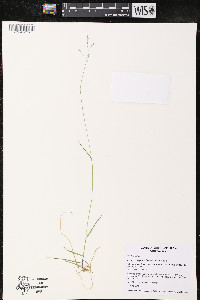 Poa paludigena image