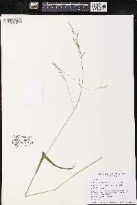 Festuca subverticillata image