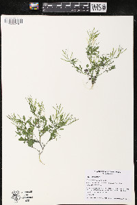 Cardamine flexuosa image