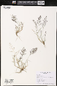 Eragrostis minor image