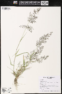 Eragrostis minor image