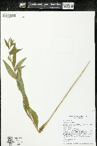 Oenothera parviflora image