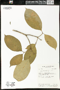 Tabernaemontana sananho image