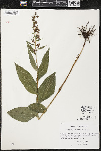 Epipactis helleborine image