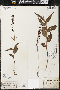 Epipactis atrorubens image