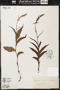 Epipactis atrorubens image