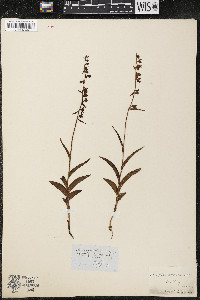 Epipactis atrorubens image