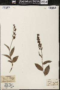 Epipactis atrorubens image