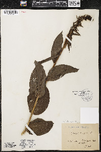 Epipactis helleborine image