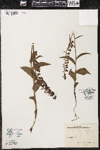 Epipactis helleborine image