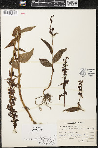 Epipactis helleborine image