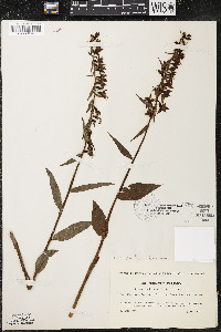 Epipactis purpurata image