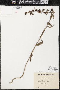 Epipactis purpurata image