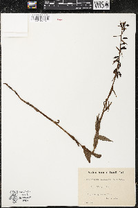 Epipactis purpurata image