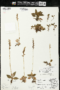 Goodyera repens image