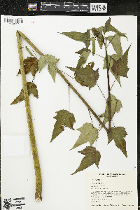 Hibiscus laevis image