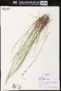 Poa nemoralis image