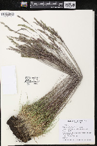 Festuca trachyphylla image