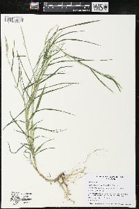 Muhlenbergia frondosa image