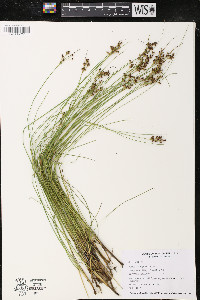 Juncus compressus image