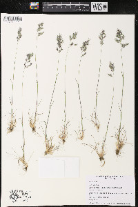 Poa bulbosa image