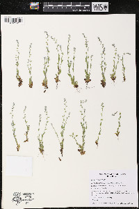 Myosotis stricta image